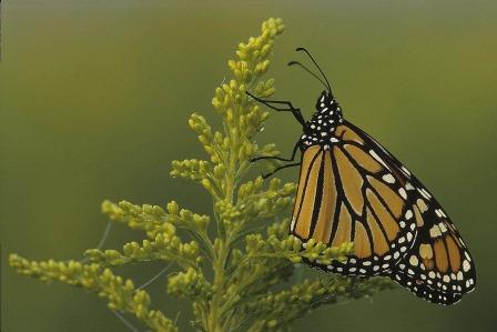 monarch on goldenrod